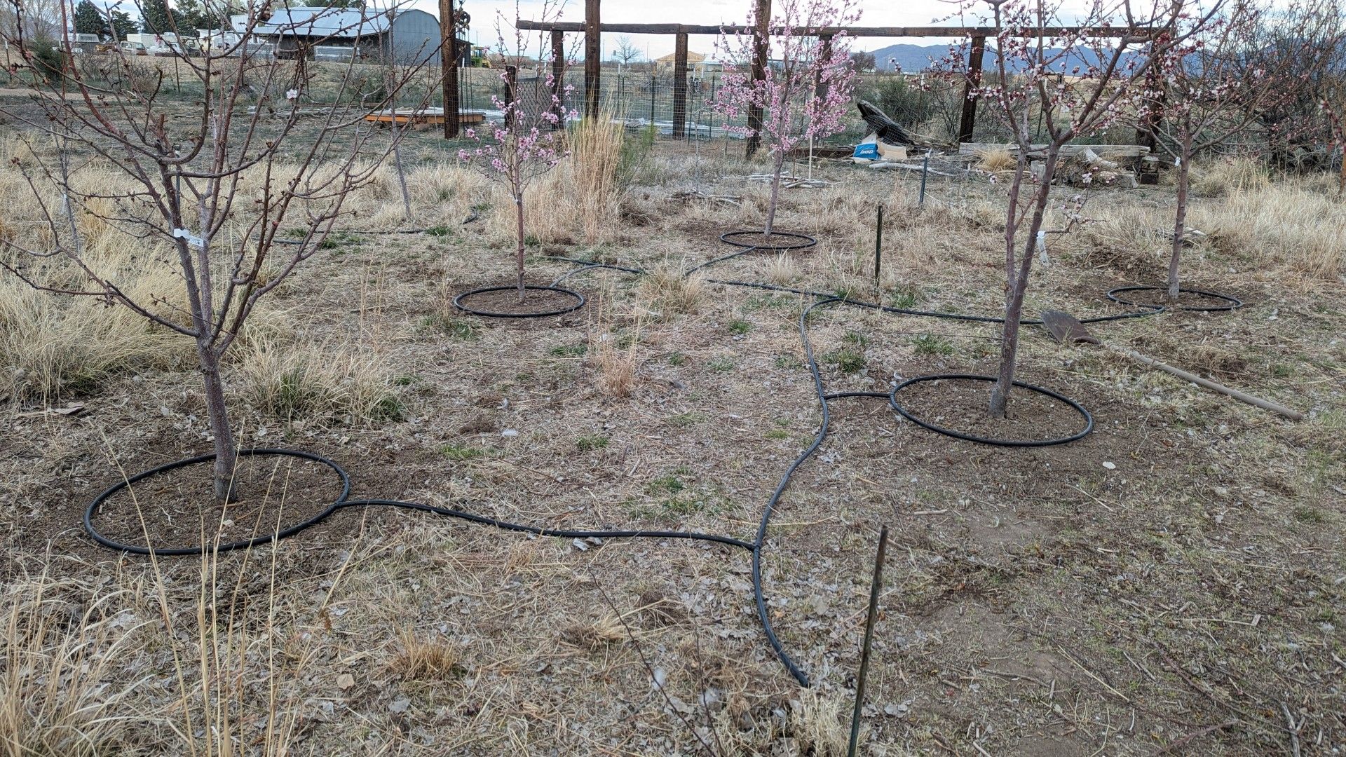 Revamping our Orchard Irrigation