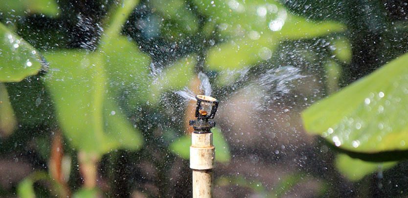 Revamping our Orchard Irrigation